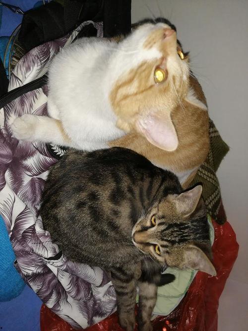 娱乐吃瓜猫,揭秘娱乐圈那些不为人知的幕后故事